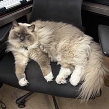 Image Alt Text:Test image of a cat used for classification